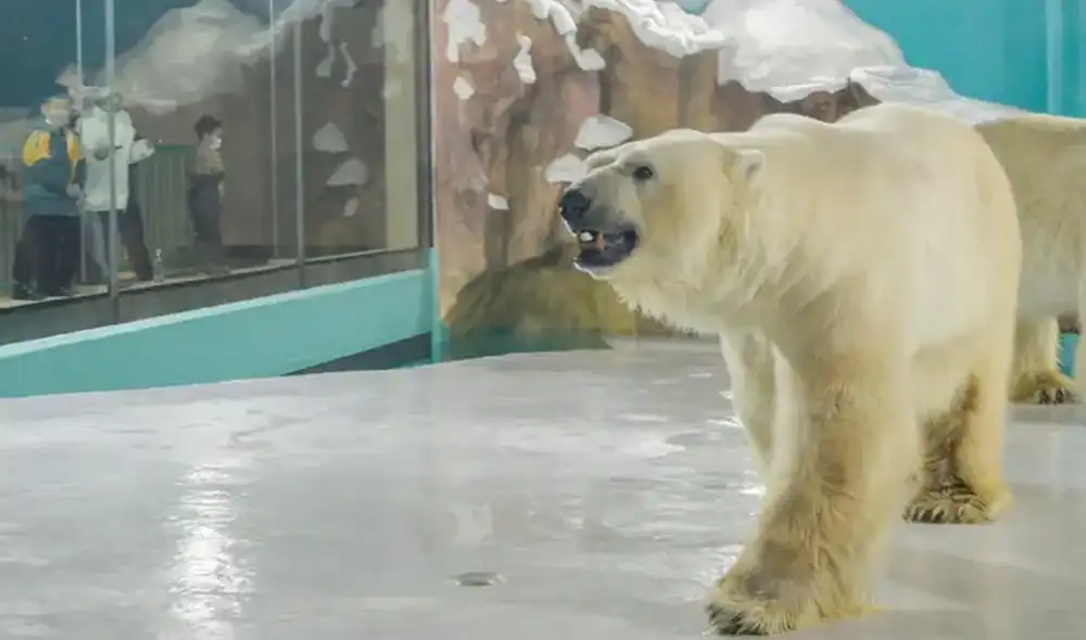 "Los osos polares pertenecen al Ártico, no a los zoológicos ni a las cajas de cristal de los acuarios, y ciertamente no a los hoteles" dijo Jason Baker, vicepresidente de PETA Asia. Foto: difusión