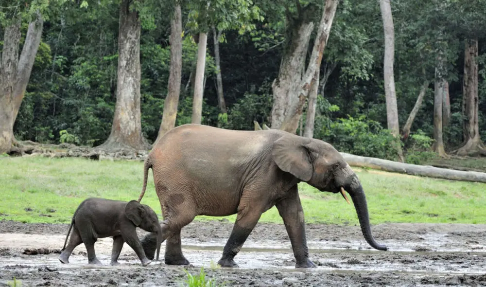 Elefante de selva africano junto a su cría. Foto: forestelephants.org