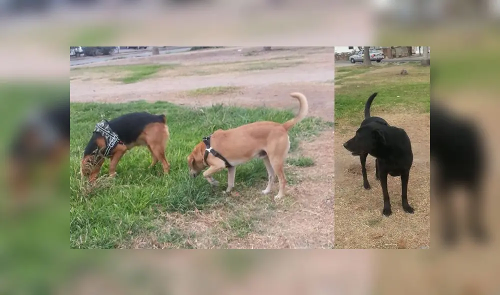 Los tres perritos fueron abandonados en un parque.