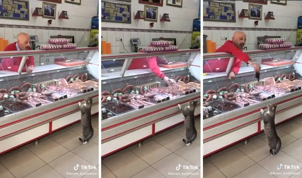 El gato recibió lo que esperaba. Foto: captura de TikTok / @ikram_korkmazer