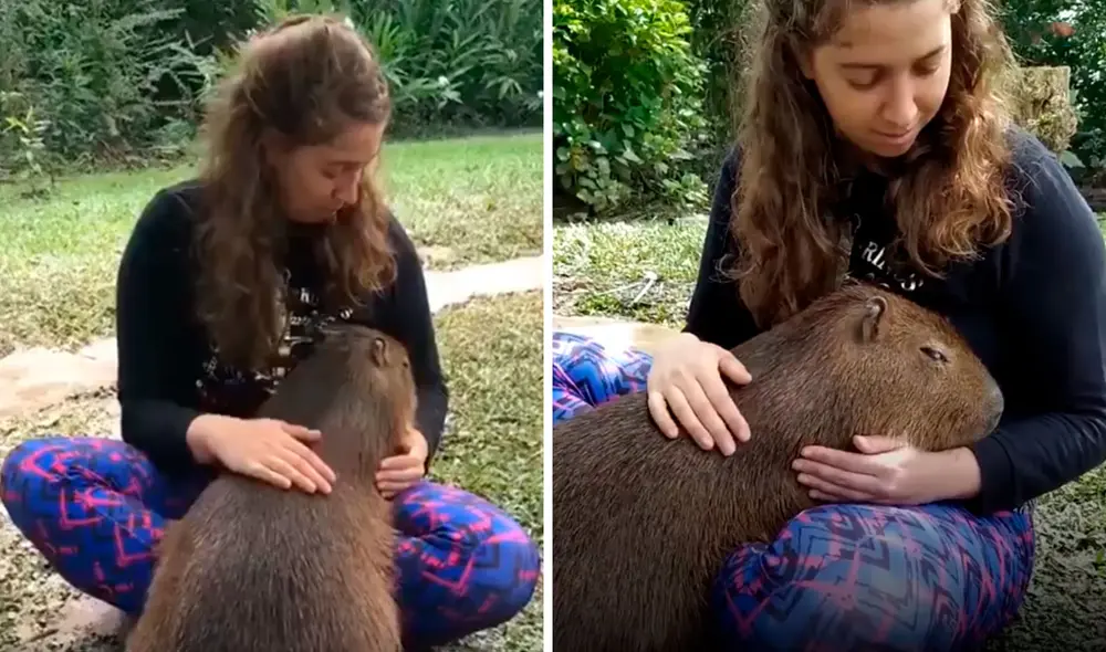 Un enorme roedor visitó de forma inesperada una vivienda y se encontró con una joven, a quien le ‘pidió’ unos amorosos mimos. Foto: captura de YouTube