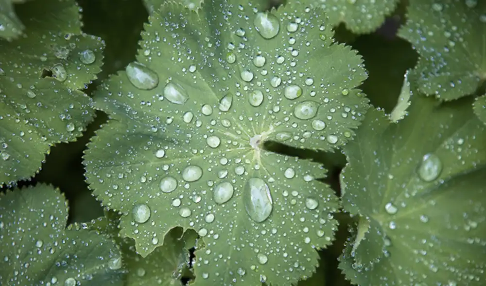 La cosecha y siembra de agua se lleva a cabo en qochas construidas por los pobladores o el Estado. Foto: difusión