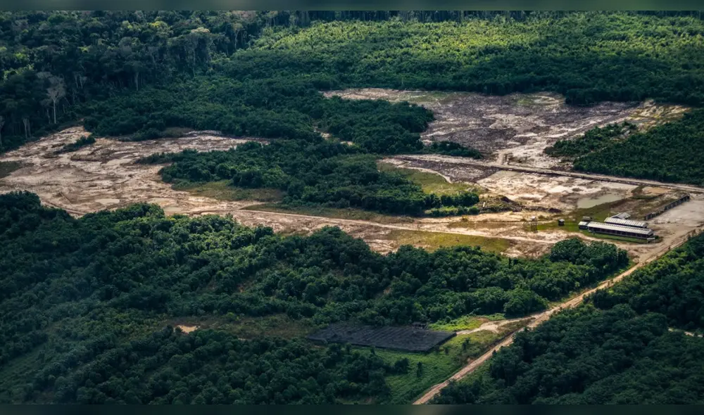 Empresa procesada por tráfico ilegal de madera acusó a defensora ambiental. Foto: difusión