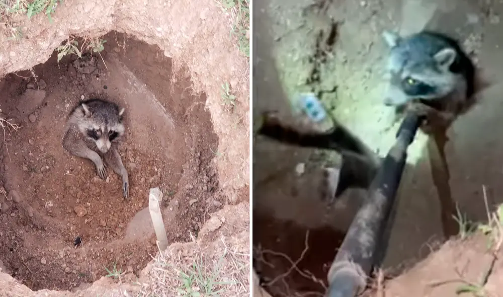 El grupo hizo denodados esfuerzos para salvar al animal que estaba desesperado debido que tenía mucha sed y le faltaba el aire. Foto: captura de Facebook