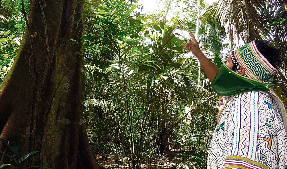 Reforestación. Actividad esencial a implementar en la selva. Foto: difusión