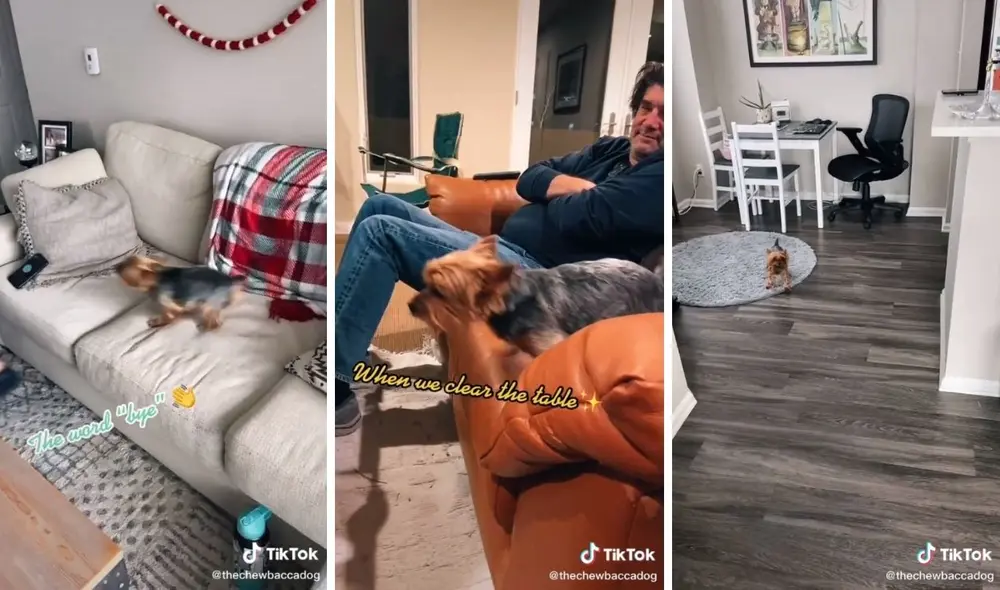 El perrito hizo reír a los usuarios de TikTok. Captura de TikTok / @thechewbaccadog