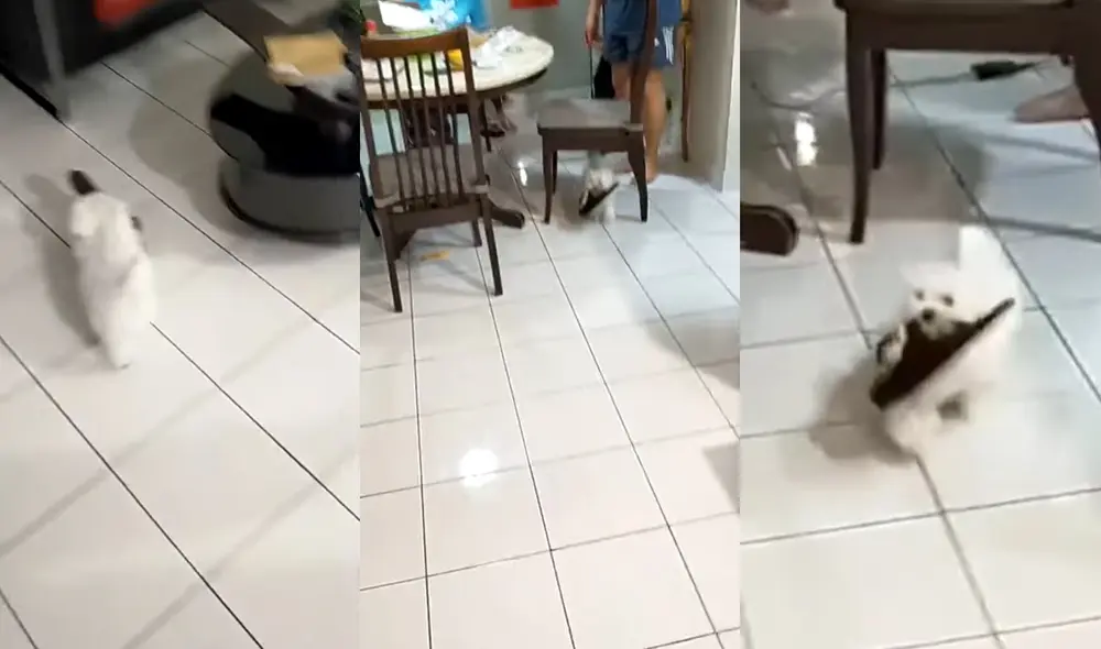 La inquieto perrito vive con sus dueños en Malasia. Foto: captura de YouTube La inquieto perrito vive con sus dueños en Malasia. Foto: captura de YouTube