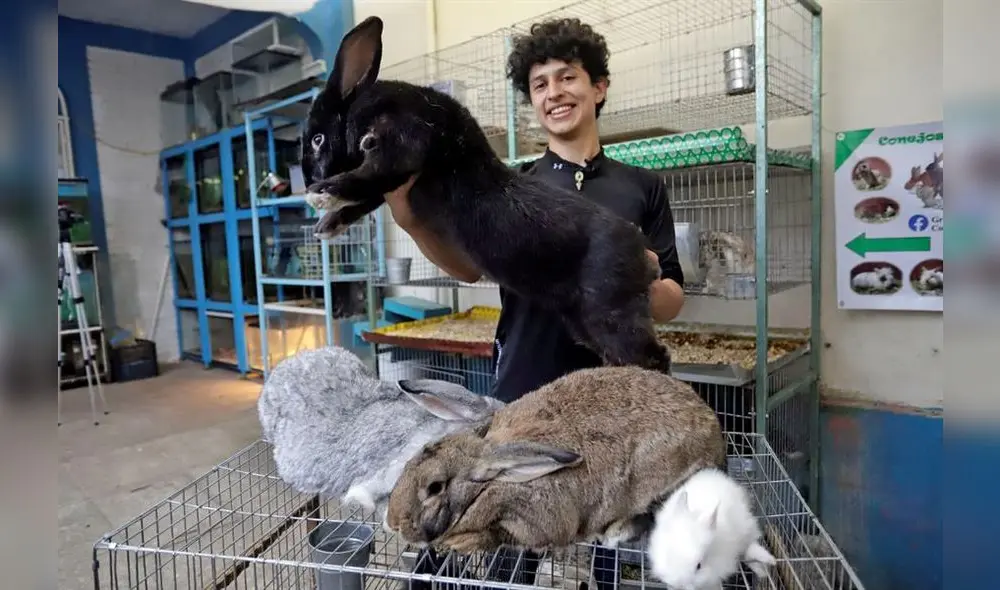 Ejemplares pesan entre 6 y 10 kilos y pueden ser de color blanco, negro, atigrado o azul porque su genética es diferente a la de los tradicionales roedores blancos de ojos rojos. Foto: EFE Ejemplares pesan entre 6 y 10 kilos y pueden ser de color blanco, negro, atigrado o azul porque su genética es diferente a la de los tradicionales roedores blancos de ojos rojos. Foto: EFE