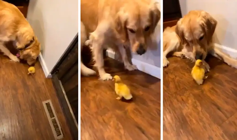 Findlay demostró todo el cariño que siente por el nuevo integrante de la familia. Foto: captura de YouTube