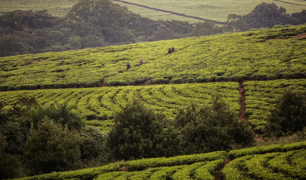 Las y los trabajadores laboran en plantaciones de té alejadas de las ciudades. Foto: AFP Las y los trabajadores laboran en plantaciones de té alejadas de las ciudades. Foto: AFP