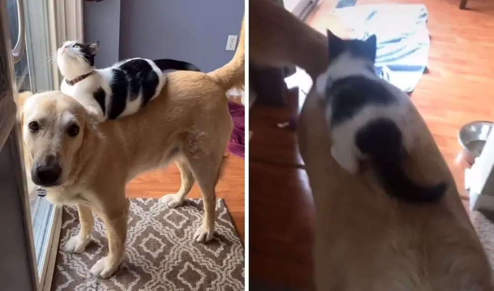 Estos animalitos enternecieron a los internautas. Foto: captura de TikTok/@heather.elainek