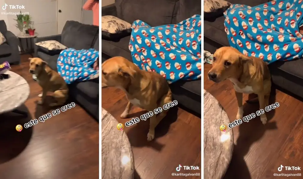 Al can no le gusta que griten al niño. Foto: captura de TikTok / @karlitagalvan88