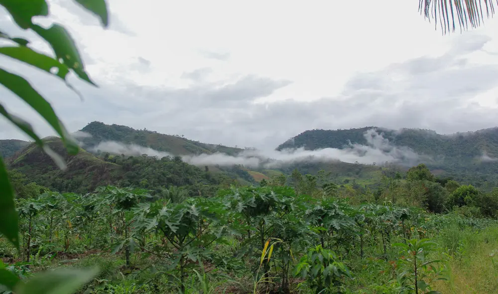 Quispe indica que pueden haber chubascos en la selva central. Foto. La República Quispe indica que pueden haber chubascos en la selva central. Foto. La República