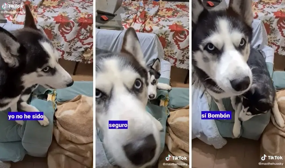 El husky parecía rechazar la culpabilidad por el sofá roto. Foto: captura de TikTok/@maxthehussky El husky parecía rechazar la culpabilidad por el sofá roto. Foto: captura de TikTok/@maxthehussky