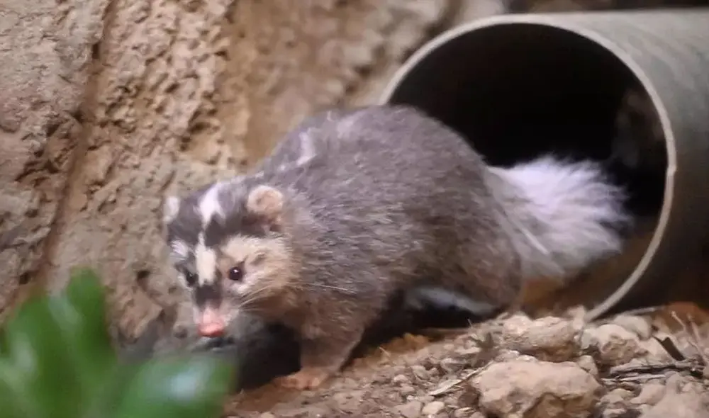 El hurón tejón es uno de los animales considerados como posible 'vector' del SARS-CoV-2. Foto: AFP