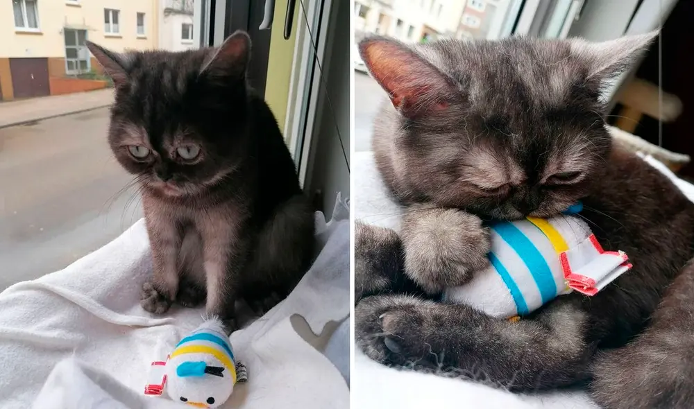 Al momento de su hallazgo, los médicos veterinarios notaron que tenía una infección ocular y otros problemas de salud. Foto: captura de Facebook