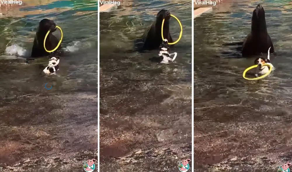 Murphy y Tino, dos animales a los que no les importa pertenecer a diferentes especies si de diversión se trata. Foto: captura de Facebook