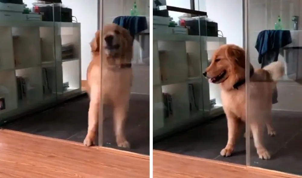 Un travieso perro se metió a un baño a escondidas; sin embargo, ‘pensó’ que estaba encerrado al quedar confundido por las puertas de vidrio. Foto: captura de TikTok Un travieso perro se metió a un baño a escondidas; sin embargo, ‘pensó’ que estaba encerrado al quedar confundido por las puertas de vidrio. Foto: captura de TikTok