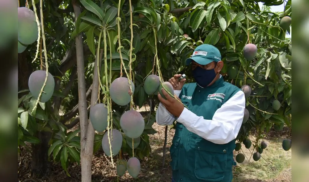 El Senasa certificó 2.874 lugares de producción. Foto: Senasa