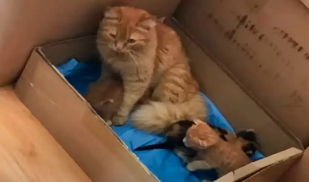 La gatita fue a pedir ayuda para sus recién nacidos. Foto: captura de YouTube