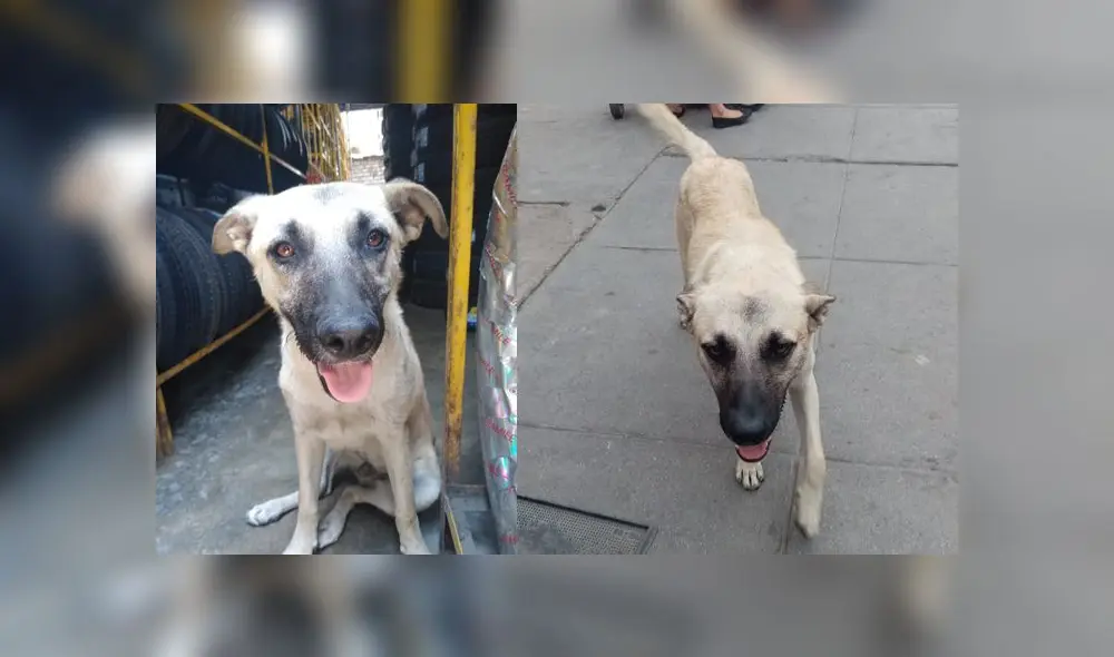 El can recién cumplirá un año.