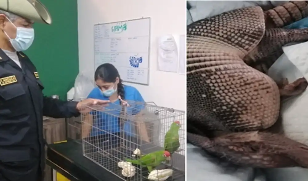 Animales fueron llevados a mini zoológico. Foto: PNP