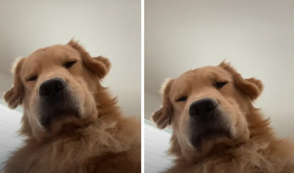 El cachorro se robó la atención de miles de usuarios. Foto: captura de TikTok