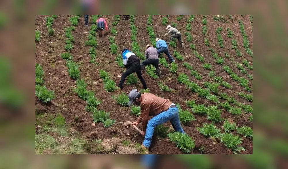 Actividades se realizaron en espacios abiertos y en pequeños grupos. Foto: Senasa Actividades se realizaron en espacios abiertos y en pequeños grupos. Foto: Senasa