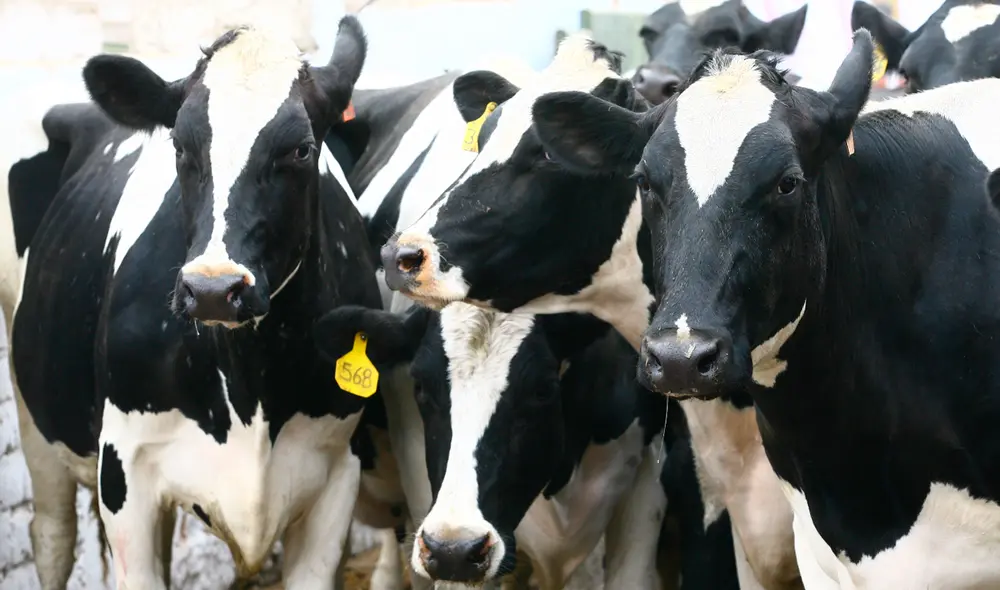 Conveagro reitera que no son "socios ganaderos" tal como algunas empresas de la industria lo han asegurado. Foto: GLR Conveagro reitera que no son "socios ganaderos" tal como algunas empresas de la industria lo han asegurado. Foto: GLR