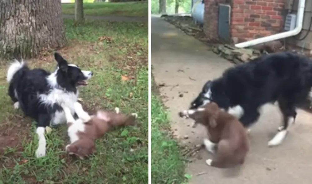 El video viral ha sido compartido en el canal Rumble Viral. Foto: captura de YouTube.