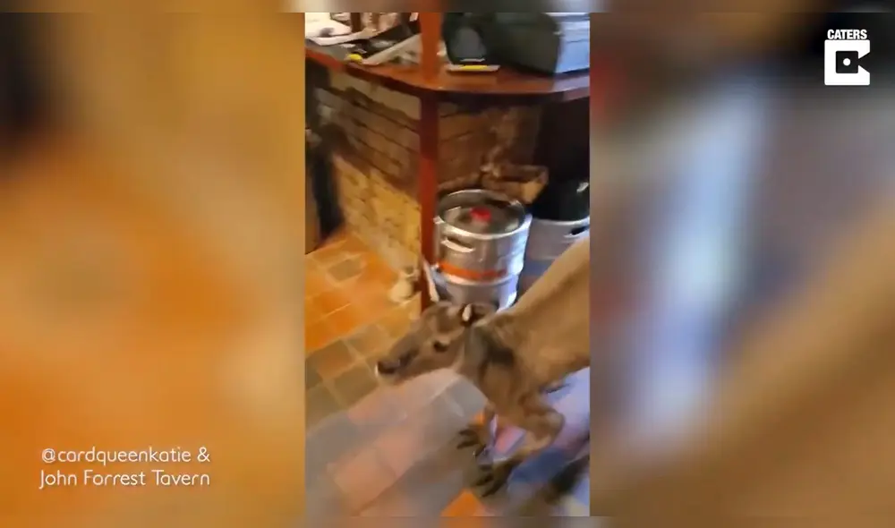 Matt, como es llamado por miembros de la taberna, visita todos los días el local. Foto: captura de YouTube Matt, como es llamado por miembros de la taberna, visita todos los días el local. Foto: captura de YouTube