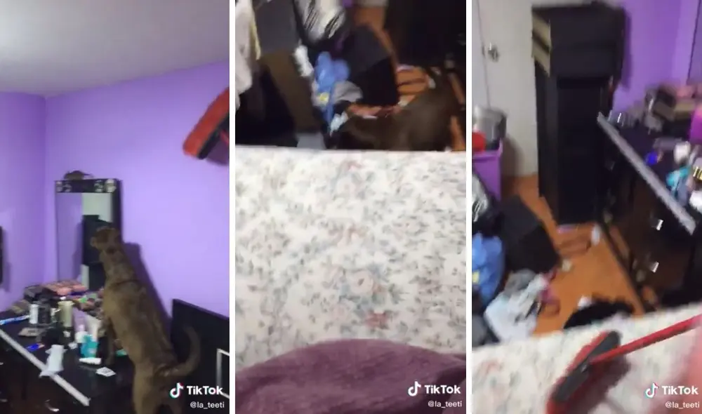 El cuarto quedó bastante desordenado por esta persecución. Foto: captura de TikTok/@la_teeti El cuarto quedó bastante desordenado por esta persecución. Foto: captura de TikTok/@la_teeti