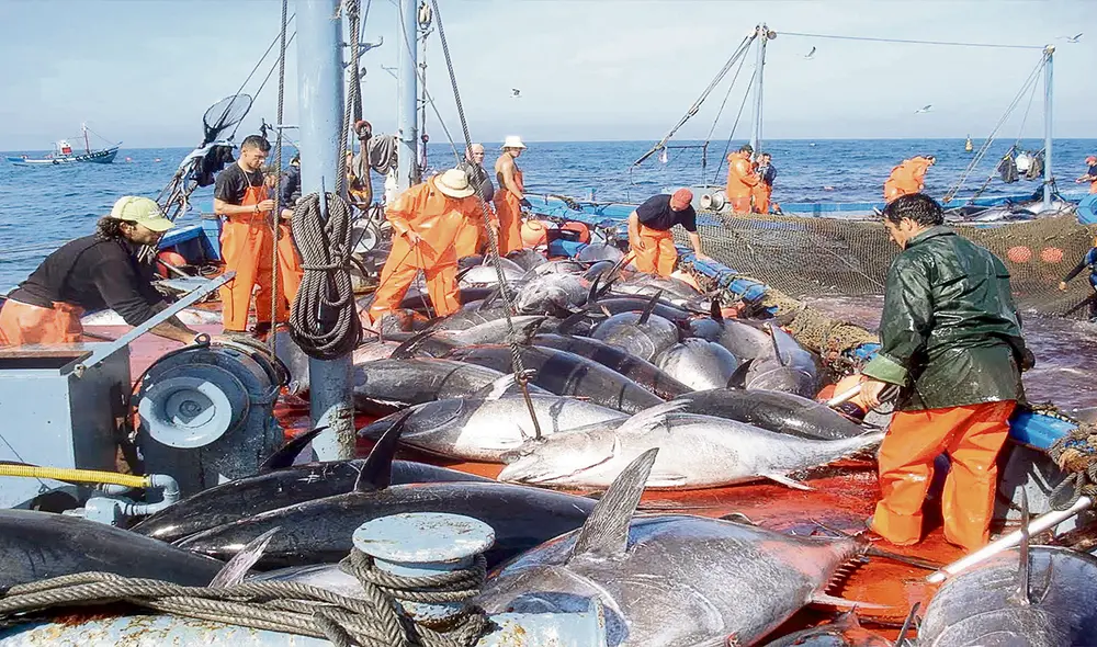 Pesca. Alcanzó picos de 117%, debido a la mayor venta de harina y aceite de pescado. Foto: difusión Pesca. Alcanzó picos de 117%, debido a la mayor venta de harina y aceite de pescado. Foto: difusión