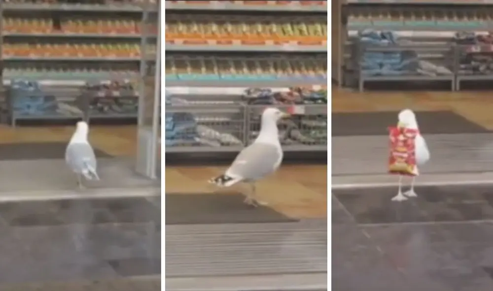 Así fue la incursión de esta pequeña 'ladrona' en la tienda. Foto: captura de TikTok / @grosumarius68