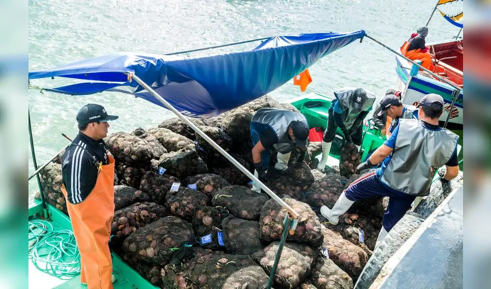 Los maricultores podrán incrementar sus ingresos. Foto: La República