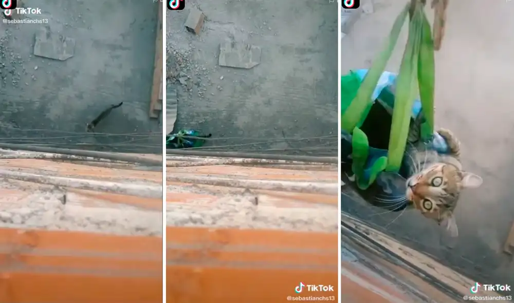 El gato aprendió a usar su 'elevador portátil'. Foto: captura de TikTok