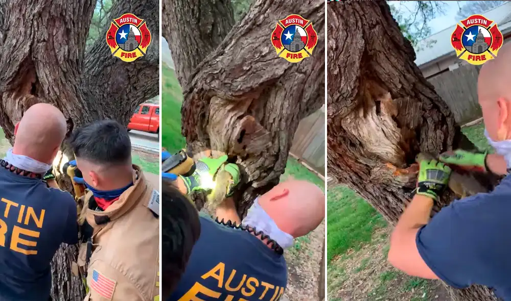 La ardilla tenía la cabeza metida en el hoyo de un viejo árbol. Foto: captura de Facebook