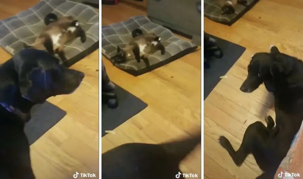 Tras resignarse, el perrito se echó en el suelo. Foto: captura de TikTok / @samwiseandrosie