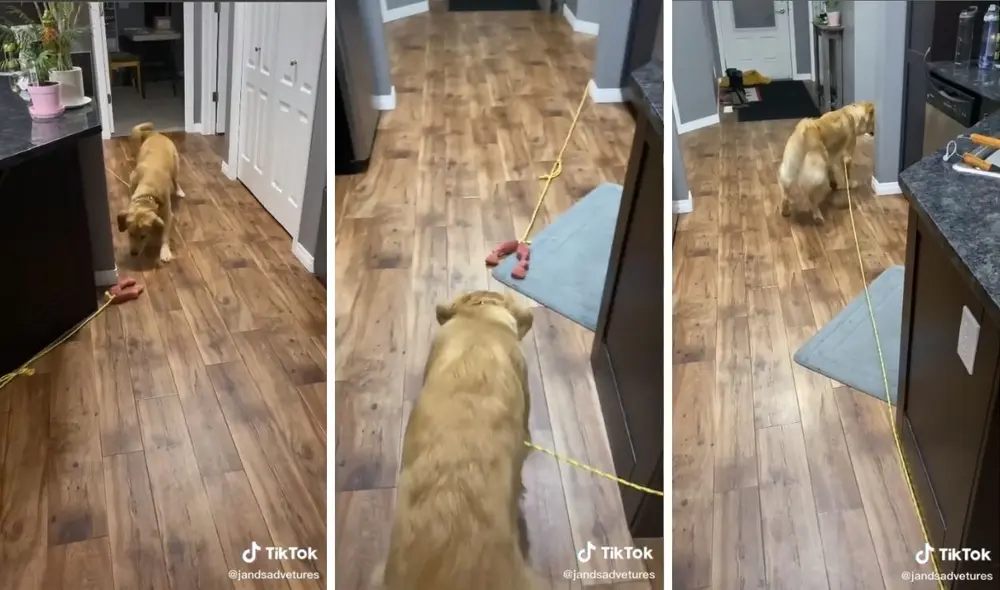 Así se entretiene este curioso golden. Foto: captura de TikTok/@adventuresofjands