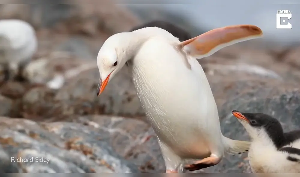 El pingüino se dispone a alimentar a una de sus crías. Foto: captura de YouTube El pingüino se dispone a alimentar a una de sus crías. Foto: captura de YouTube