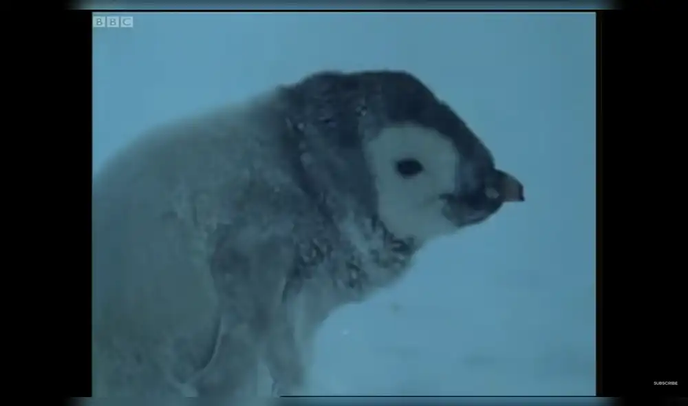 El polluelo intentó buscar algún pingüino adulto que lo cuide del intenso frío. Foto: BBC/YouTube