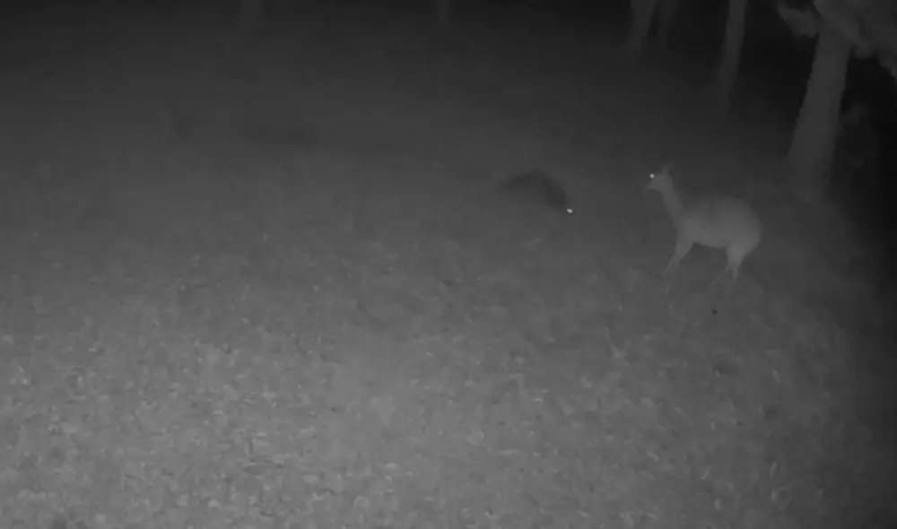 El video viral ha sido compartido en la página ViralHog. Foto: captura de Facebook