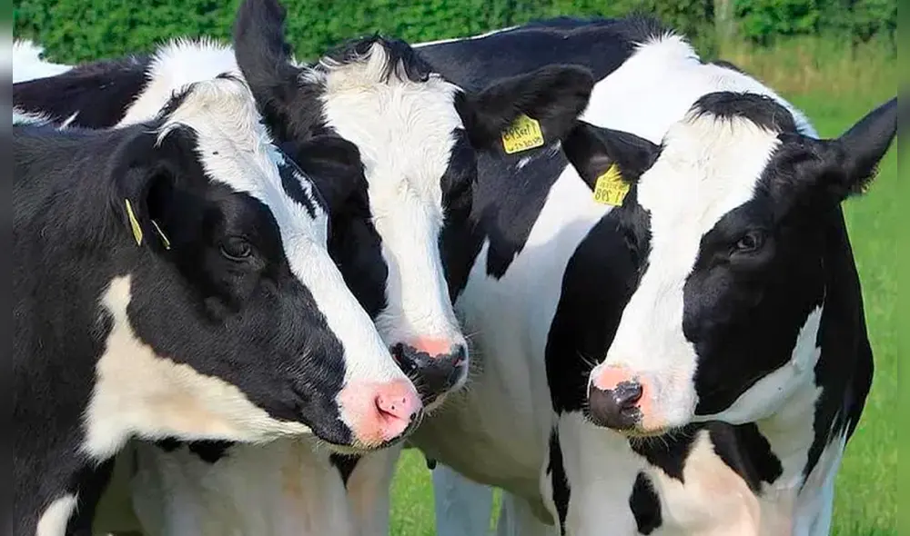 Los ganaderos rechazaron el uso de su imagen por parte de la Industria Láctea para fines eminentemente comerciales. Foto: Press Perú
