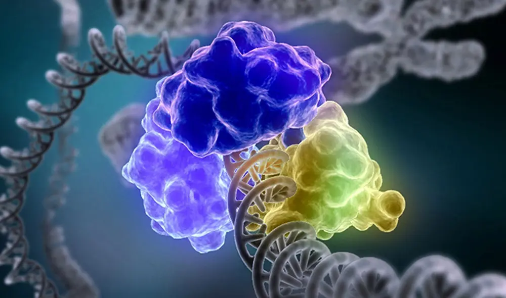 Proteína MutS, encargada de escanear y reparar errores en el genoma. Foto: Tom Ellenberger