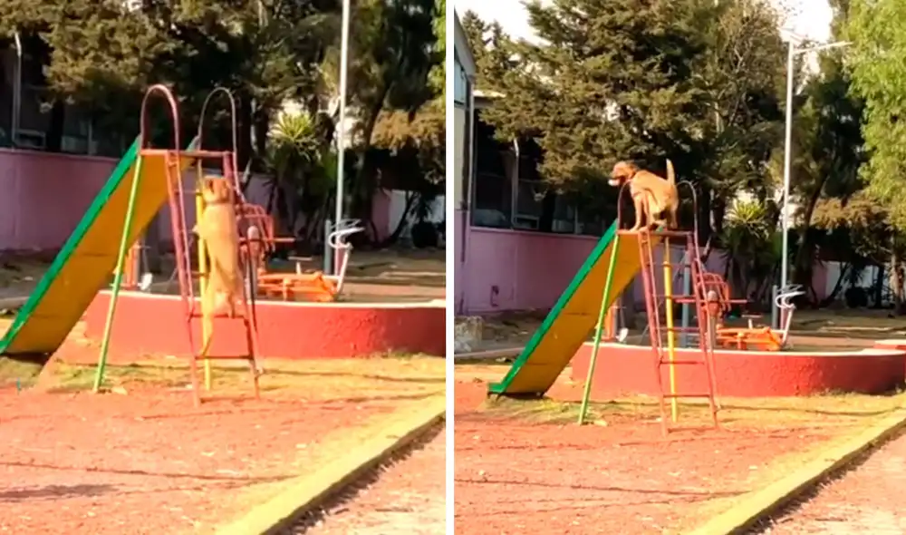 Un perro aprovechó un momento de distracción para subirse a un tobogán, pero su dueño lo descubrió y permitió que disfrute del paseo al ver que no había nadie. Foto: captura de TikTok Un perro aprovechó un momento de distracción para subirse a un tobogán, pero su dueño lo descubrió y permitió que disfrute del paseo al ver que no había nadie. Foto: captura de TikTok