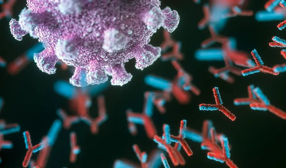 Representación de una partícula de SARS-CoV-2 siendo atacada por anticuerpos. Imagen: Science Source