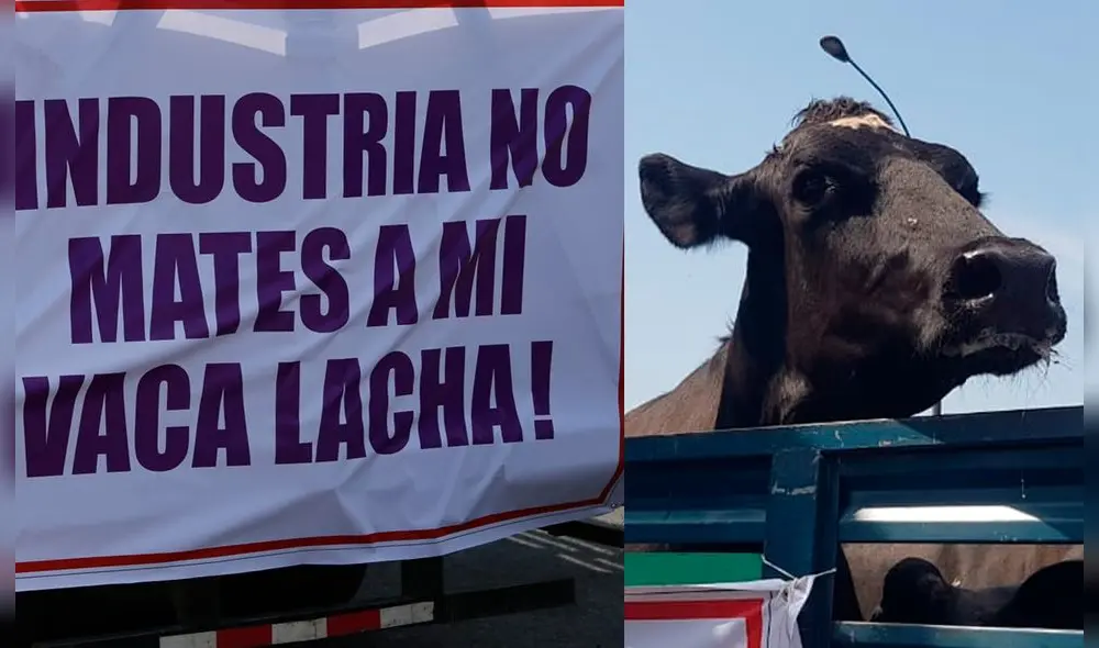 Los productores ganaderos llegaron con su ganado hasta los exteriores de la Municipalidad del Rímac. Foto: URPI - La República