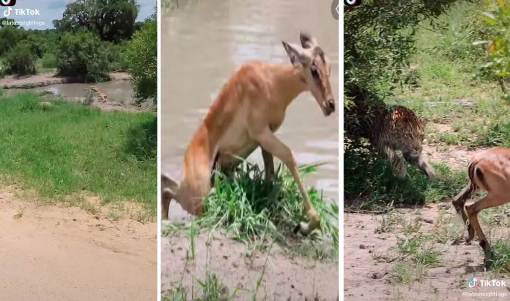 El impala logró liberarse de enorme cocodrilo, pero metros más abajo lo esperaba un leopardo. Foto: captura de TikTok