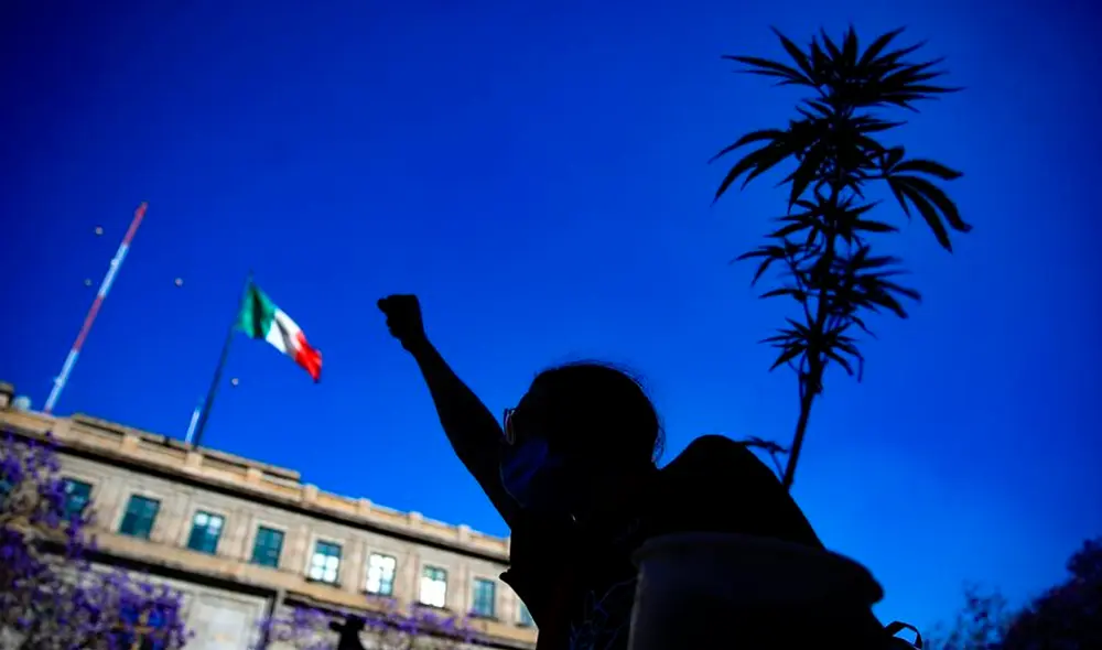 El Congreso mexicano tiene hasta el 30 de abril para regular el consumo lúdico de la marihuana. Foto: EFE El Congreso mexicano tiene hasta el 30 de abril para regular el consumo lúdico de la marihuana. Foto: EFE