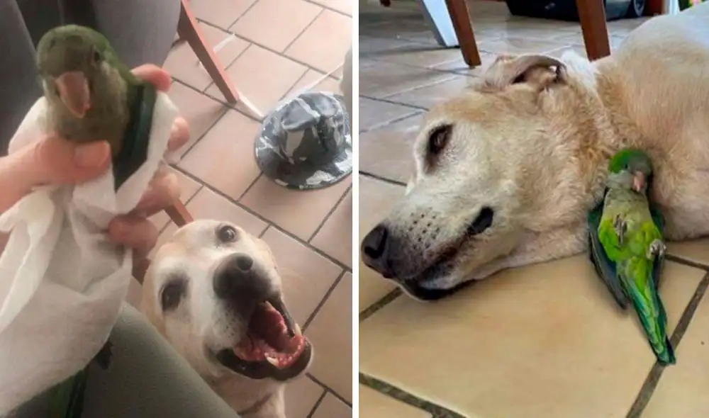 Un perro salvó la vida de una pequeña ave y avisó a su dueña para pedirle ayuda, debido a que aparentemente había caído de su nido. Foto: Viviana Dávila/ Facebook